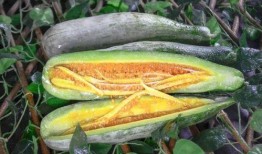 安溪浅陌网红吃瓜视频,揭秘娱乐圈幕后真相